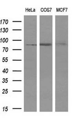 WB analysis of various cell lines using GTX83767 PTPRE antibody [3D4]. Loading : 10 ug per lane Dilution : 1:200