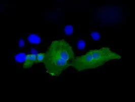 ICC/IF analysis of COS7 cells transiently transfected with PSMC3 plasmid using GTX83784 PSMC3 antibody [1C10].