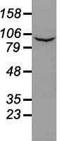 WB analysis of HeLa cell lysate using GTX83794 PROM2 antibody [3D12]. Loading : 35 ug per lane