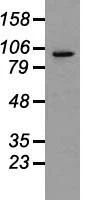 WB analysis of A549 cell lysate using GTX83794 PROM2 antibody [3D12]. Loading : 35 ug per lane