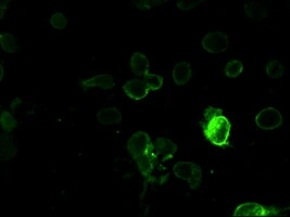 ICC/IF analysis of COS7 cells using GTX83794 PROM2 antibody [3D12].