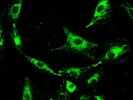 ICC/IF analysis of A549 cells using GTX83794 PROM2 antibody [3D12].