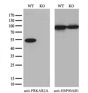 WB analysis of wild type and PKA R2 knock out HeLa cell lysate(10microg per lane) using GTX83823 PKA R2 antibody [1A7]. Dilution : 1:2000