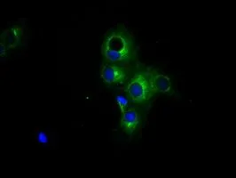 ICC/IF analysis of COS7 cells transiently transfected with PKA R2 plasmid using GTX83823 PKA R2 antibody [1A7].