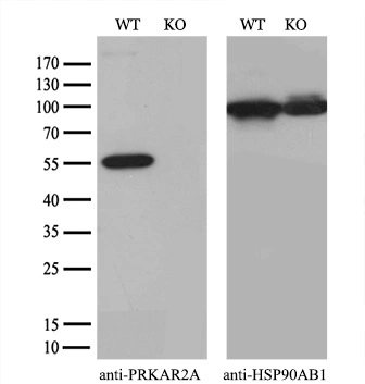 WB analysis of wild type and PKA R2 knock out HeLa cell lysate(10microg per lane) using GTX83825 PKA R2 antibody [4A3]. Dilution : 1:2000