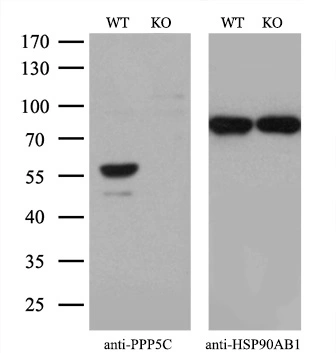 WB analysis of wild type and PPP5C knock out 293T cell lysate(10microg per lane) using GTX83836 PPP5C antibody [3G1]. Dilution : 1:500