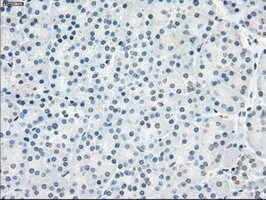 IHC-P analysis of human pancreas tissue using GTX83838 PPP5C antibody [6F1]. Antigen retrieval : Heat-induced epitope retrieval by 10mM citrate buffer, pH6.0, 100oC for 10min.