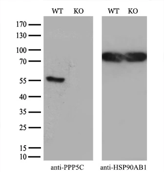 WB analysis of wild type and PPP5C knock out 293T cell lysate(10microg per lane) using GTX83838 PPP5C antibody [6F1]. Dilution : 1:500