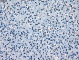 IHC-P analysis of human pancreas tissue using GTX83840 PPP5C antibody [5G5]. Antigen retrieval : Heat-induced epitope retrieval by 10mM citrate buffer, pH6.0, 100oC for 10min.