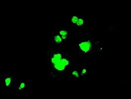 ICC/IF analysis of COS7 cells transiently transfected with PPP1R7 plasmid using GTX83843 PPP1R7 antibody [4F9].