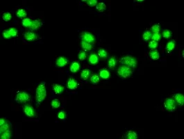 ICC/IF analysis of HT29 cells using GTX83843 PPP1R7 antibody [4F9].