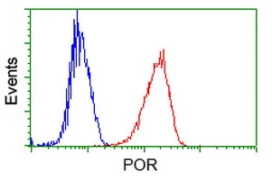 FACS analysis of Jurkat cells using GTX83854 POR antibody [6C4]. Red : Primary antibody Blue : Negative control antibody