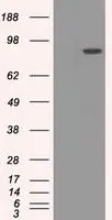 WB analysis of HEK293T cells transfected with POR plasmid (Right) or empty vector (Left) for 48 hrs using GTX83854 POR antibody [6C4]. Loading : 5 ug per lane