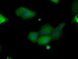 ICC/IF analysis of COS7 cells transiently transfected with PIM2 plasmid using GTX83892 PIM2 antibody [9A5].