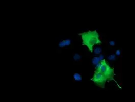 ICC/IF analysis of COS7 cells transiently transfected with PIK3AP1 plasmid using GTX83893 PIK3AP1 antibody [7A11].