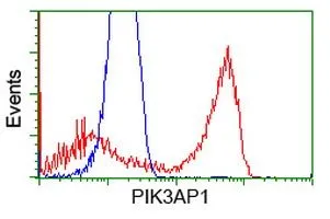 FACS analysis of HEK293T cells transfected with either PIK3AP1 plasmid(Red) or empty vector control plasmid(Blue) using GTX83896 PIK3AP1 antibody [6H6].