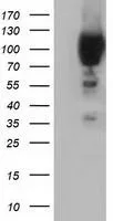 WB analysis of HEK293T cells transfected with PIK3AP1 plasmid (Right) or empty vector (Left) for 48 hrs using GTX83896 PIK3AP1 antibody [6H6]. Loading : 5 ug per lane