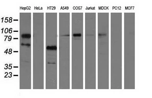 WB analysis of various cell lines using GTX83898 PIK3AP1 antibody [7G9]. Loading : 35 ug per lane