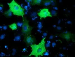 ICC/IF analysis of COS7 cells transiently transfected with PIK3AP1 plasmid using GTX83898 PIK3AP1 antibody [7G9].