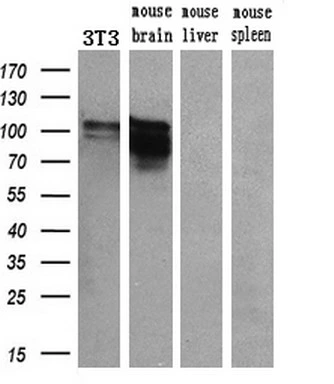 WB analysis of various samples using GTX83921 PDE4A antibody [6B6]. Loading : 10 ug per lane Dilution : 1:200