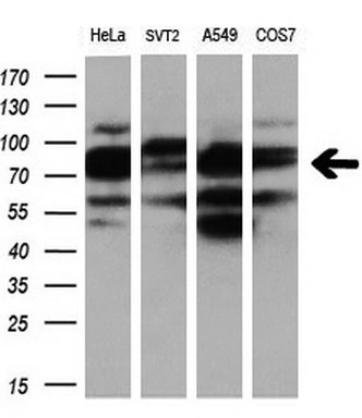 WB analysis of various cell lines using GTX83921 PDE4A antibody [6B6]. Loading : 10 ug per lane Dilution : 1:200