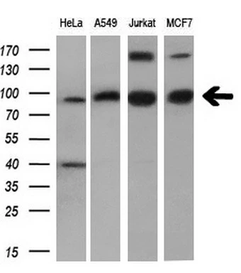 WB analysis of various cell lines using GTX83922 PDE4A antibody [7B11]. Loading : 10 ug per lane Dilution : 1:200