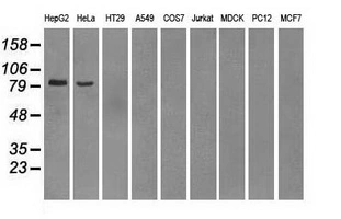 WB analysis of various cell lines using GTX83931 PDE10A antibody [1B2]. Loading : 35 ug per lane