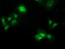 ICC/IF analysis of COS7 cells transiently transfected with PBLD plasmid using GTX83938 PBLD antibody [7G5].