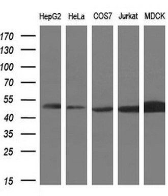 WB analysis of various cell lines using GTX83948 PAICS antibody [1B4]. Loading : 10 ug per lane Dilution : 1:200