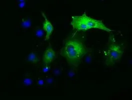 ICC/IF analysis of COS7 cells transiently transfected with PAICS plasmid using GTX83948 PAICS antibody [1B4].