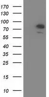 WB analysis of HEK293T cells transfected with OSBPL11 plasmid (Right) or empty vector (Left) for 48 hrs using GTX83960 OSBPL11 antibody [6A6]. Loading : 5 ug per lane