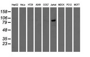WB analysis of various cell lines using GTX83960 OSBPL11 antibody [6A6]. Loading : 35 ug per lane