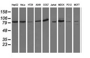 WB analysis of various cell lines using GTX83965 OSBPL11 antibody [7B3]. Loading : 35 ug per lane