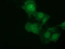 ICC/IF analysis of COS7 cells transiently transfected with NSE2 plasmid using GTX83996 NSE2 antibody [4H9].