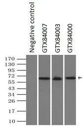 IP analysis of DDDDK tagged NRBP1 overexpressed HEK293T lysate using GTX84003 NRBP1 antibody [6C11].After extensive wash to remove any non-specific binding, the immuno-precipitated products were analyzed with rabbit anti-DDDDK polyclonal antibody. IP reaction : 2microg antibody / 500microl cell lysate
