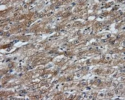 IHC-P analysis of liver tissue using GTX84028 NME4 antibody [5E4]. Antigen retrieval : Heat-induced epitope retrieval by 10mM citrate buffer, pH6.0, 100oC for 10min. Dilution : 1:50