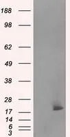 WB analysis of HEK293T cells transfected with NME4 plasmid (Right) or empty vector (Left) for 48 hrs using GTX84028 NME4 antibody [5E4]. Loading : 5 ug per lane