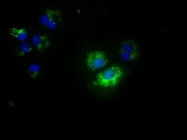 ICC/IF analysis of COS7 cells transiently transfected with NME4 plasmid using GTX84028 NME4 antibody [5E4].