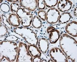 IHC-P analysis of kidney tissue using GTX84032 NME4 antibody [1A5]. Antigen retrieval : Heat-induced epitope retrieval by 10mM citrate buffer, pH6.0, 100oC for 10min. Dilution : 1:50