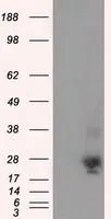 WB analysis of HEK293T cells transfected with NME4 plasmid (Right) or empty vector (Left) for 48 hrs using GTX84032 NME4 antibody [1A5]. Loading : 5 ug per lane