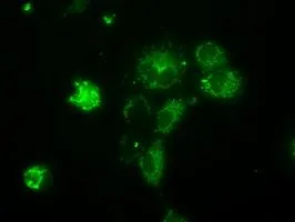 ICC/IF analysis of COS7 cells transiently transfected with NME4 plasmid using GTX84032 NME4 antibody [1A5].