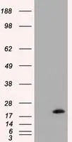 WB analysis of HEK293T cells transfected with NME4 plasmid (Right) or empty vector (Left) for 48 hrs using GTX84034 NME4 antibody [4F10]. Loading : 5 ug per lane