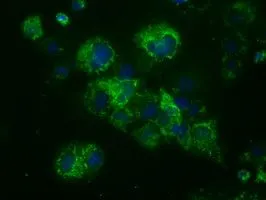 ICC/IF analysis of COS7 cells transiently transfected with NME4 plasmid using GTX84034 NME4 antibody [4F10].