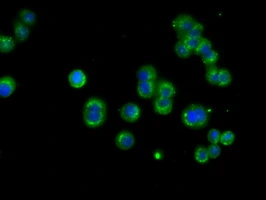 ICC/IF analysis of HT29 cells using GTX84034 NME4 antibody [4F10].