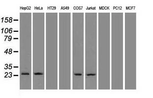 WB analysis of various cell lines using GTX84049 Neurogenin 1 antibody [10B10]. Loading : 35 ug per lane