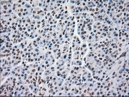 IHC-P analysis of human pancreas tissue using GTX84086 MRI1 antibody [6A10]. Antigen retrieval : Heat-induced epitope retrieval by 10mM citrate buffer, pH6.0, 100oC for 10min.