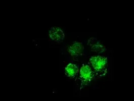 ICC/IF analysis of COS7 cells transiently transfected with MRI1 plasmid using GTX84086 MRI1 antibody [6A10].