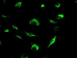 ICC/IF analysis of A549 cells using GTX84086 MRI1 antibody [6A10].