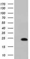 FACS analysis of HeLa cells using GTX84105 MOB1B antibody [1H2]. Red : Primary antibody Blue : Negative control antibody