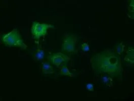 ICC/IF analysis of COS7 cells transiently transfected with MIOX plasmid using GTX84112 MIOX antibody [1C5].